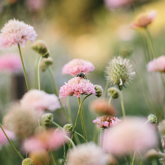 Pink scabiosa growing at Native Poppy's flower garden