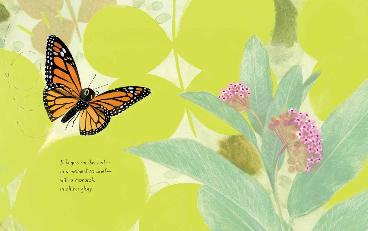 Interior illustrated pages of The Monarch By Kirsten Hall