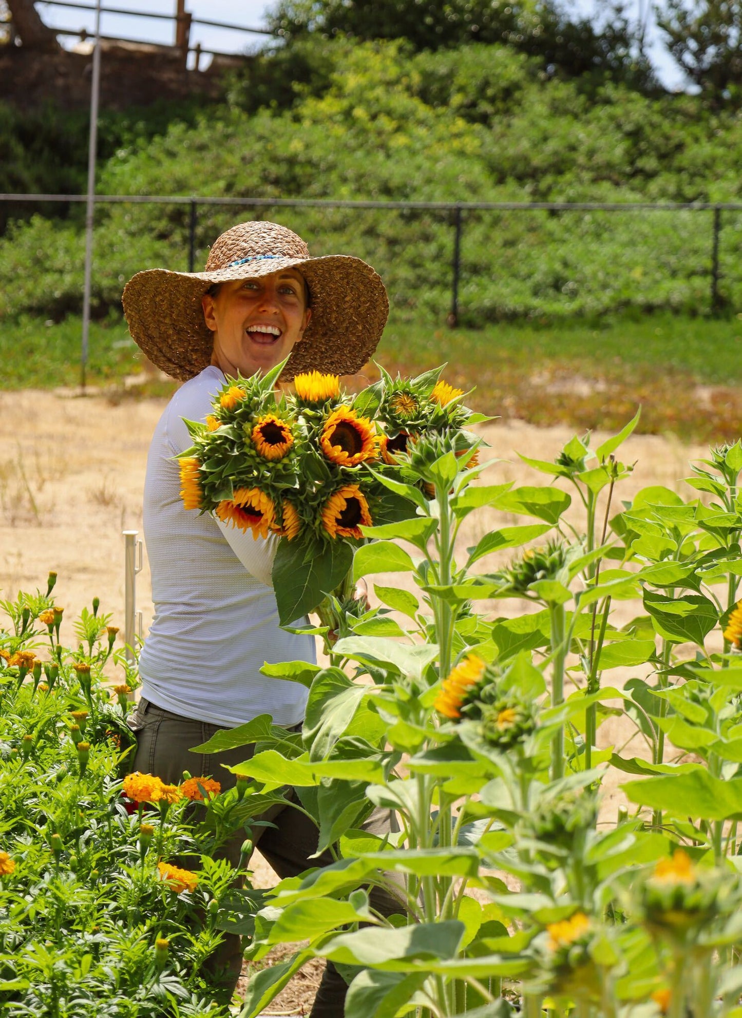 Flower farmer holds an armful of sunflower cuttings