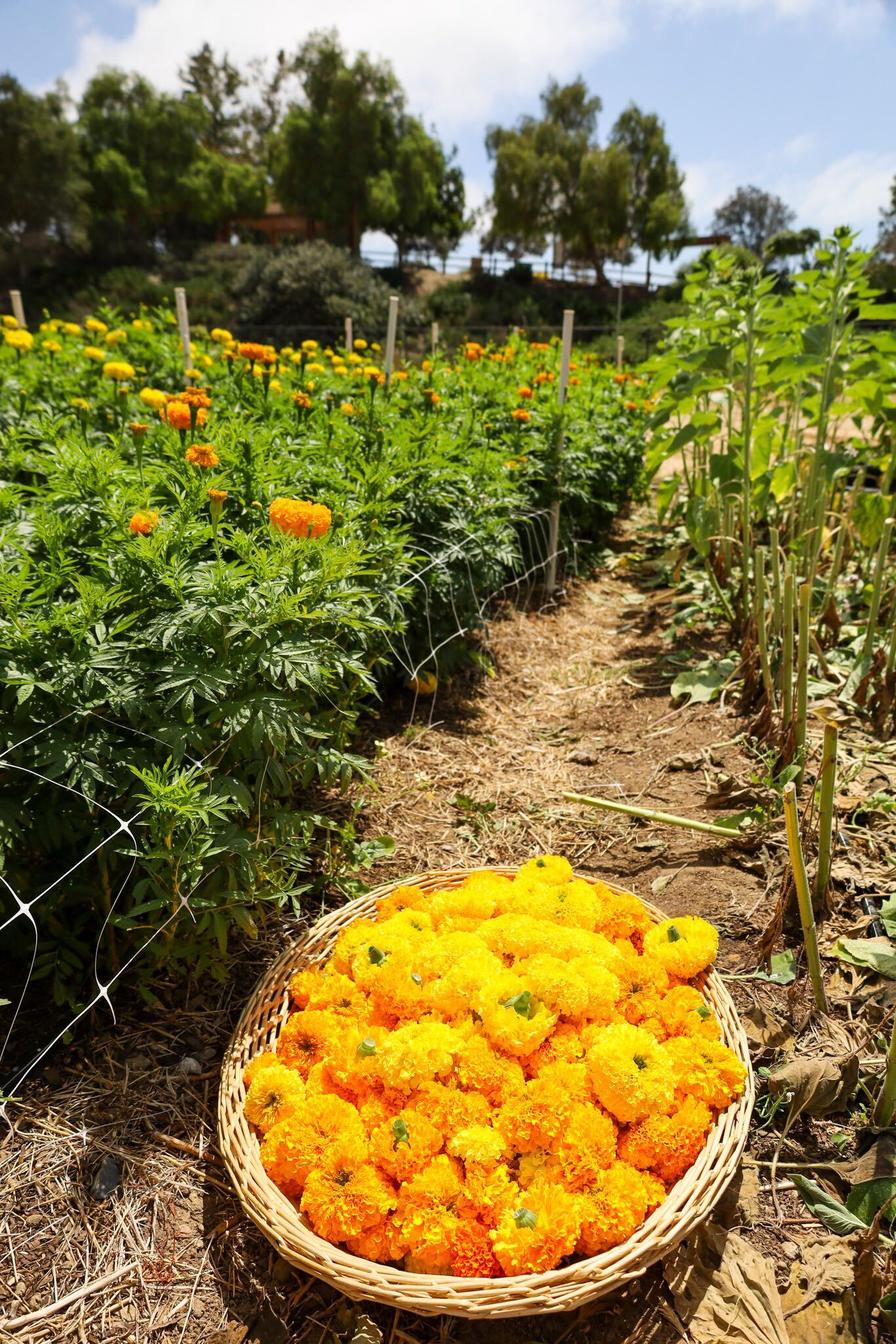 Marigold head harvest at BeeWorthy farms