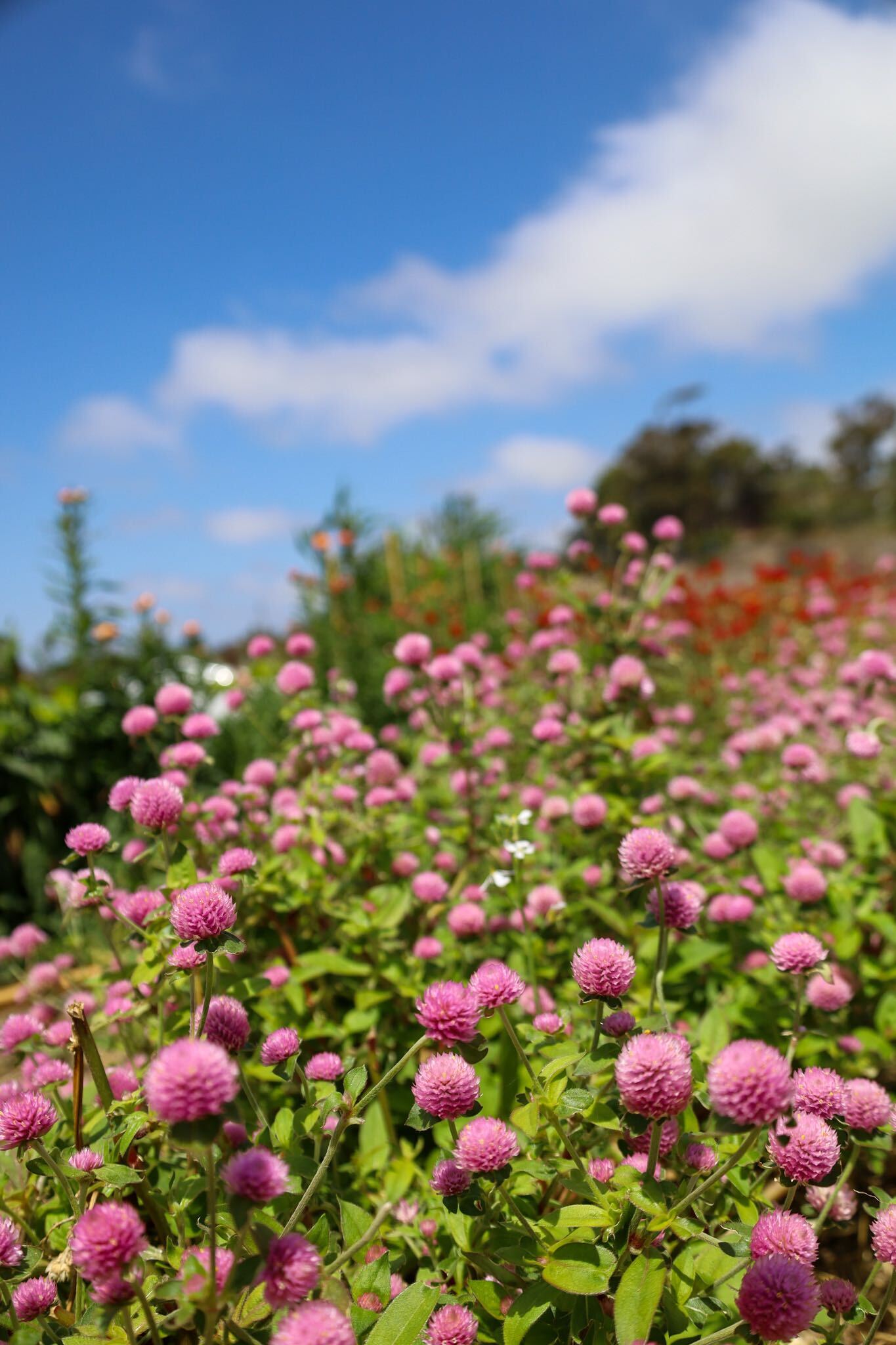 Pink globe amaranth growing at BeeWorthy farms in San Diego