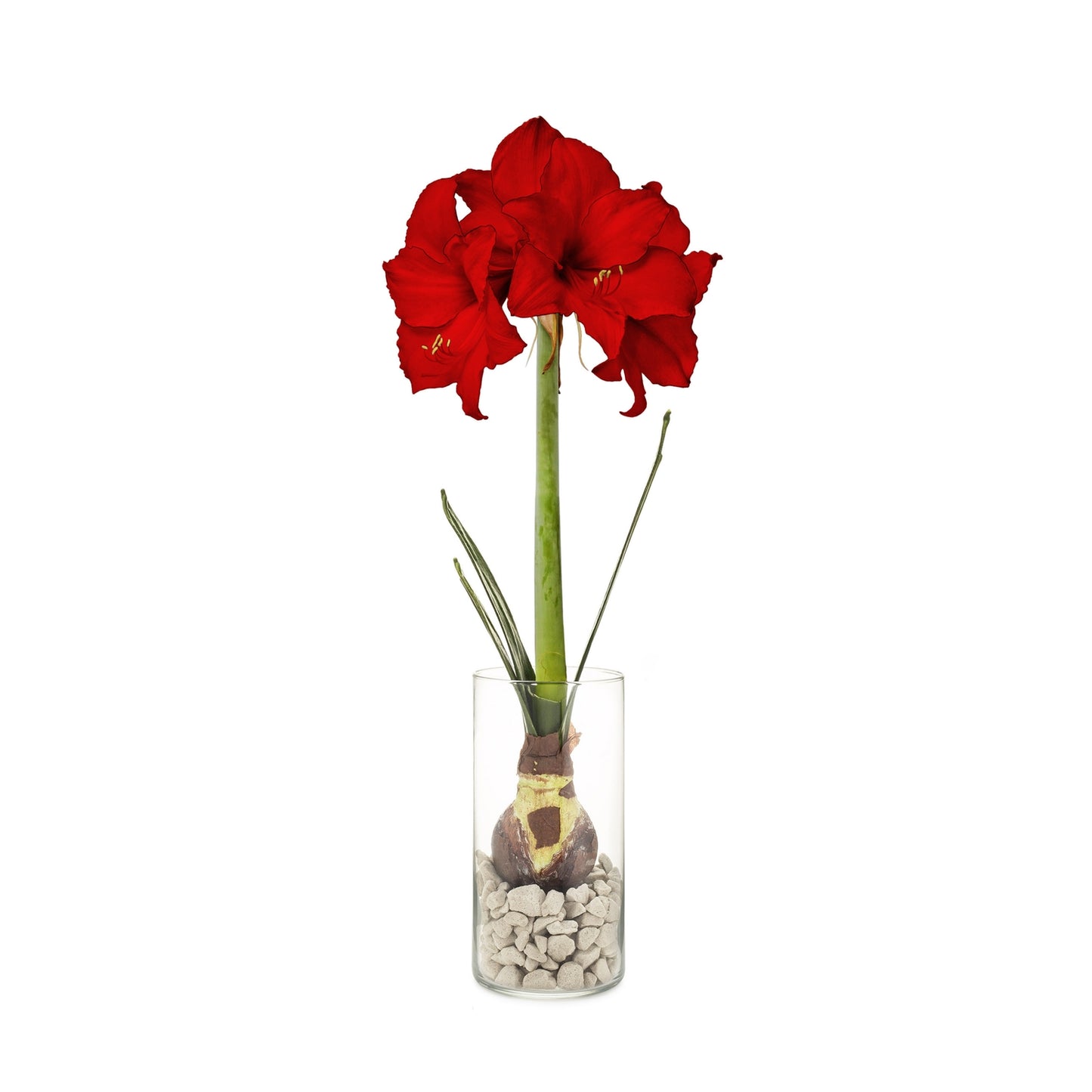 Red amaryllis plant in a clear vase with pebbles on a white background