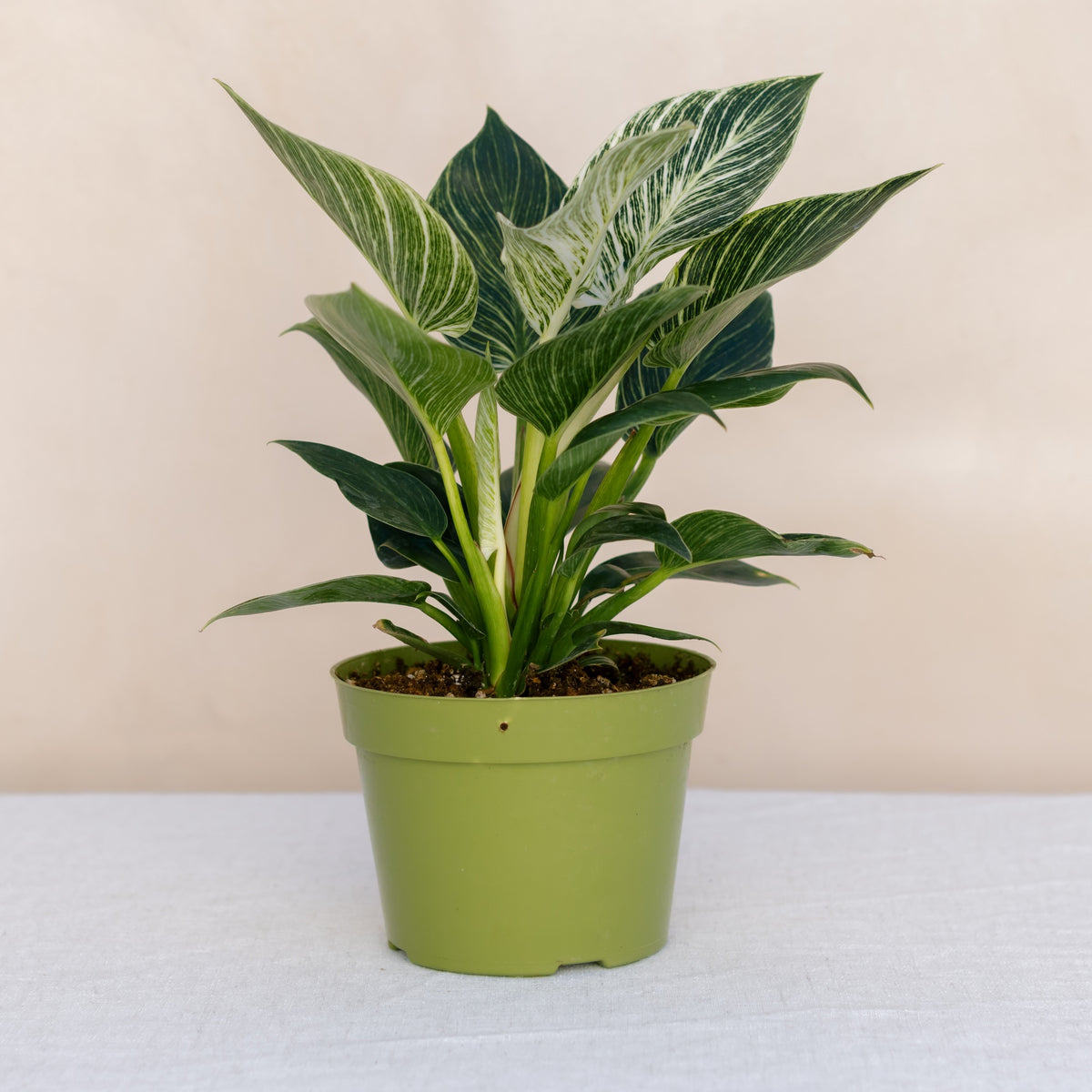 Birkin Philoddendron -Medium
