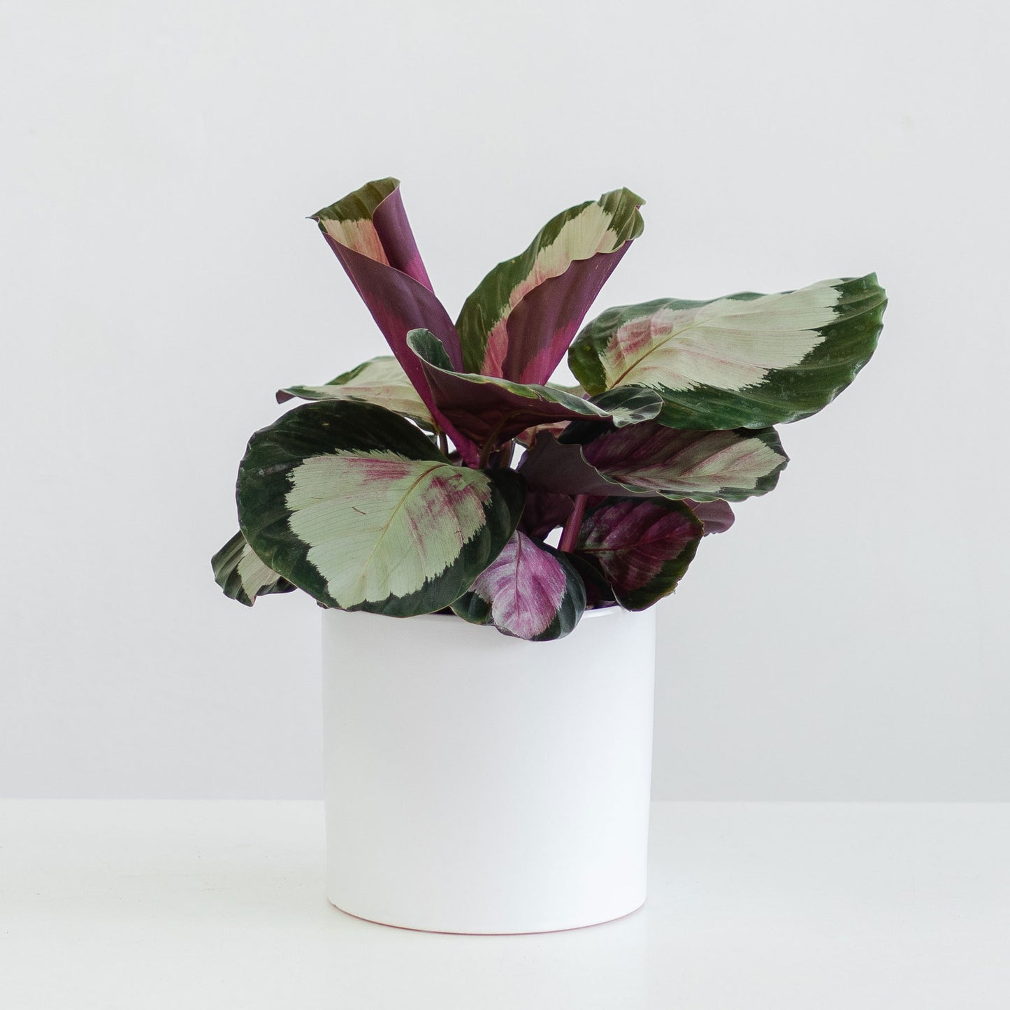 Rose Painted Calathea Plant - Medium