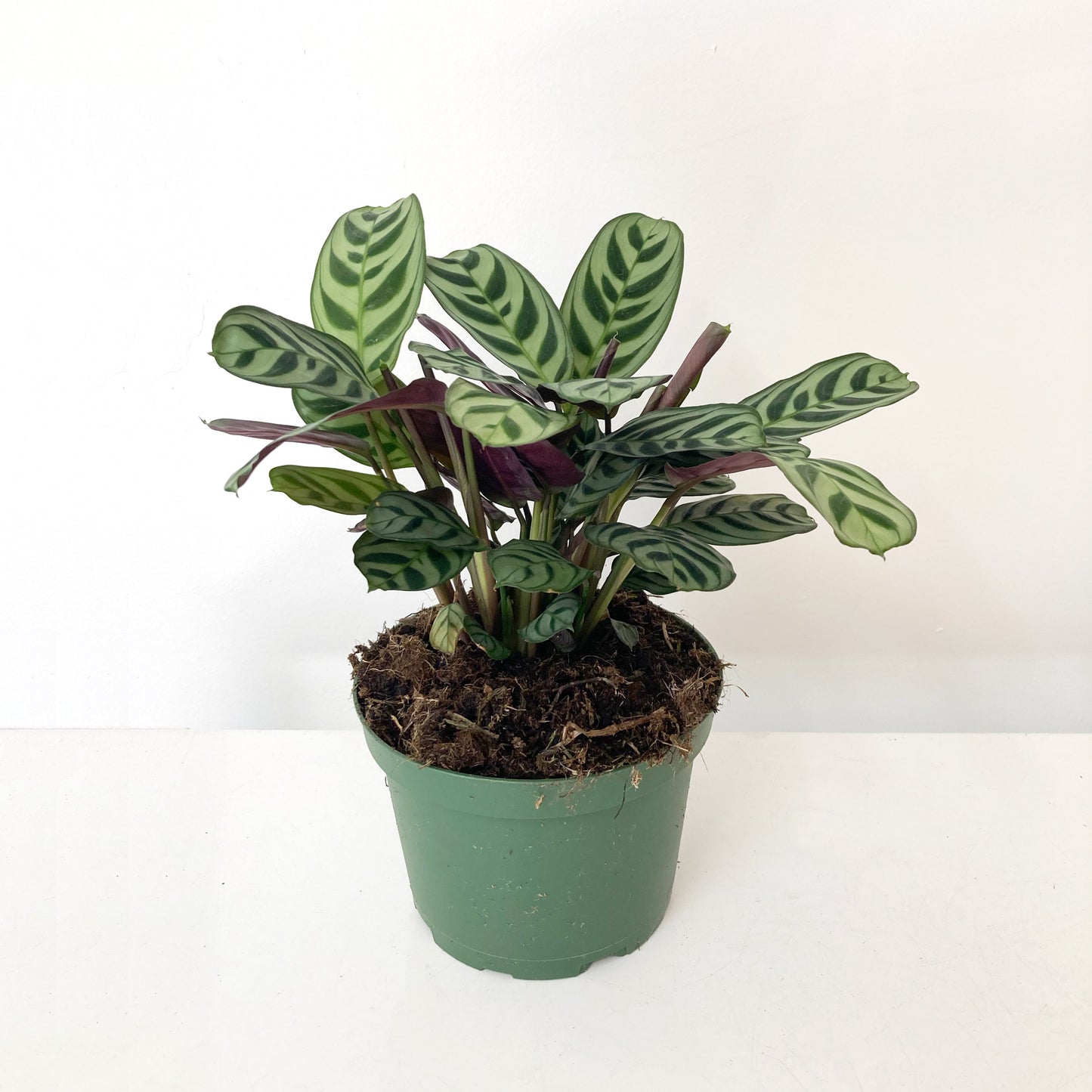 Calathea Plant - Medium