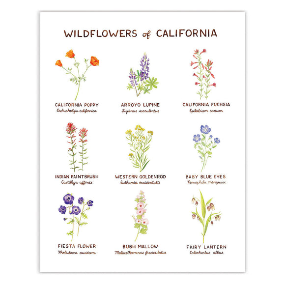 Wildflowers of California Art Print from Yardia - watercolor illustration chart of flower varieties