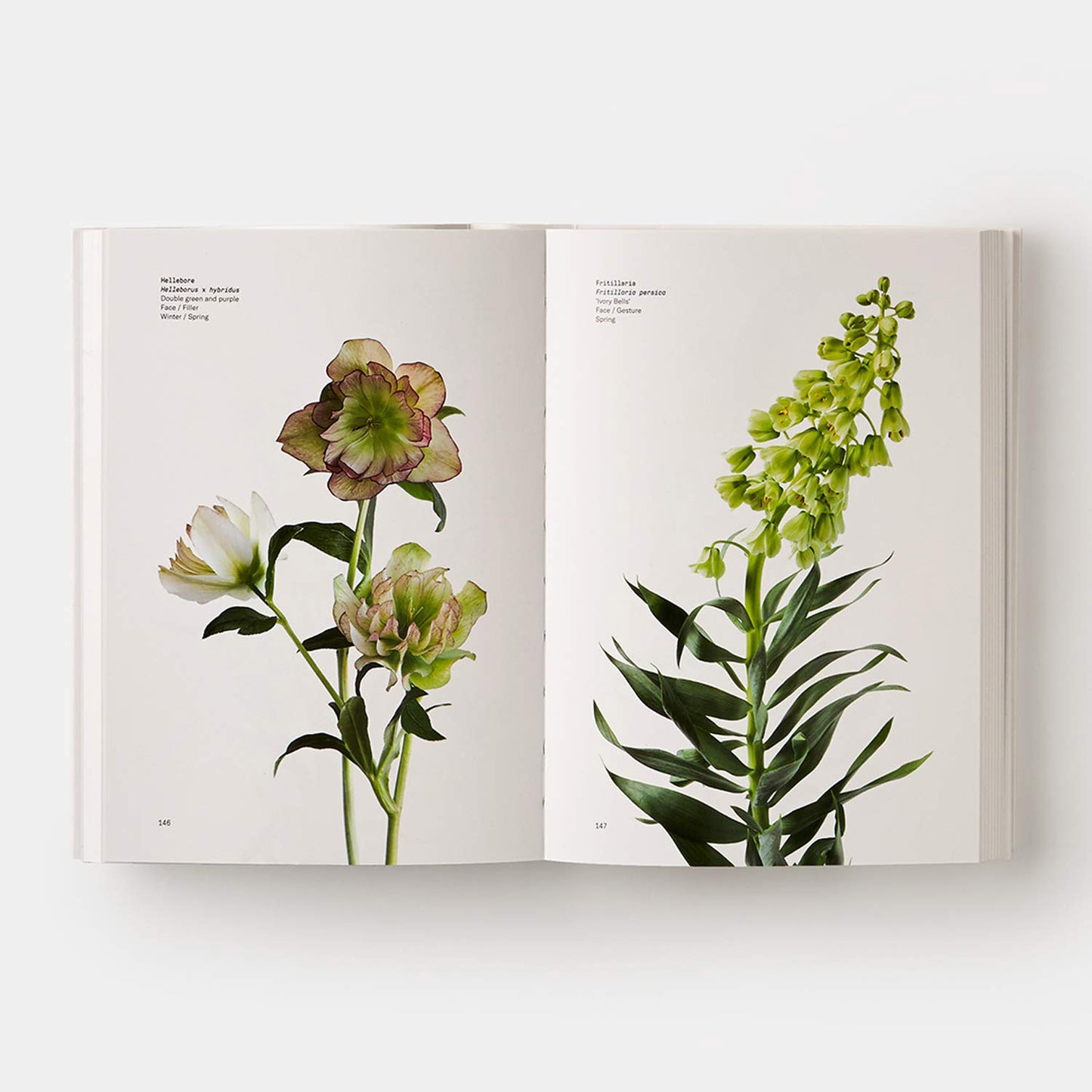 Flower Color Guide Book interior pages - Hellebore and Fritilleria