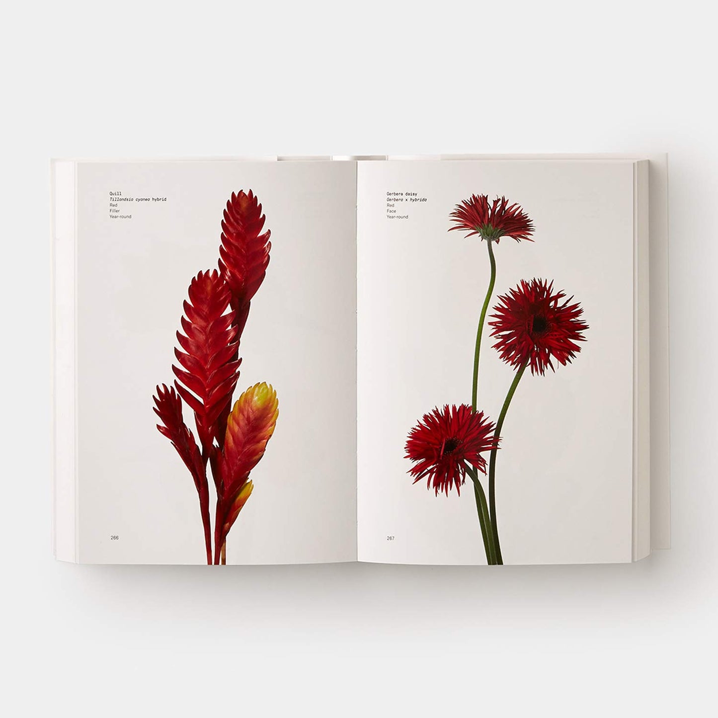 Flower Color Guide Book interior pages - Quill and Gerbera Daisy