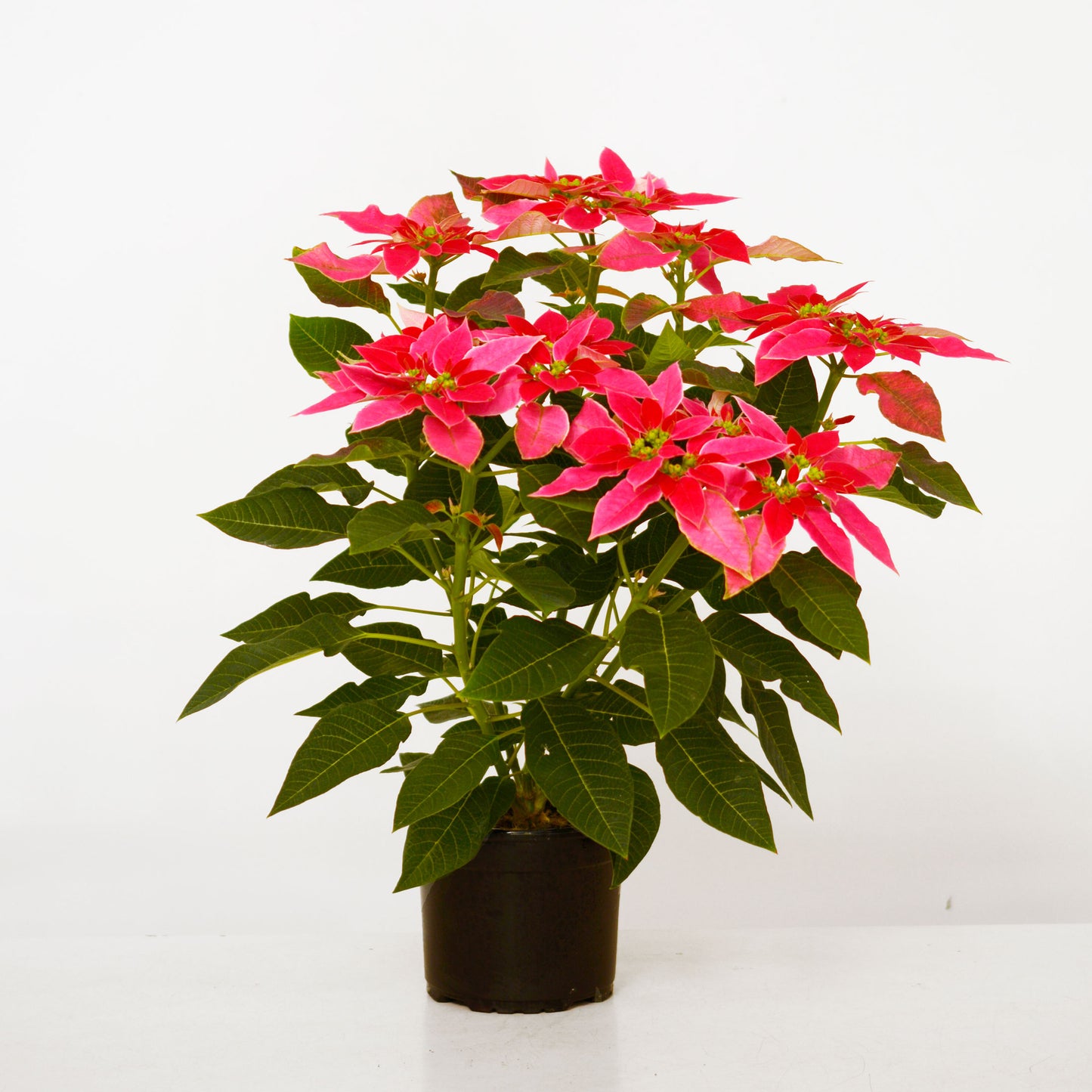 Colorful pink poinsettia plant