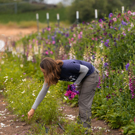 BeeWorthy Farms: Harvesting Organic Flowers in San Diego