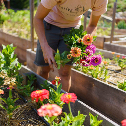 Gardener in Native Poppy's sustainable flower garden