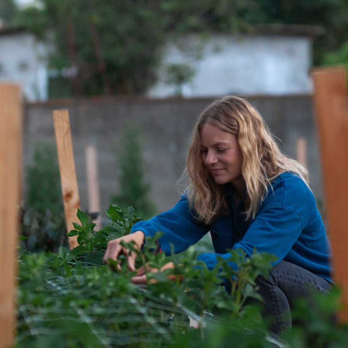 Meet Psalter Farms, Growing Sustainable Flowers in San Diego Native Poppy