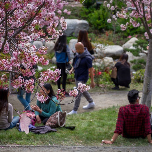 San Diego flower lovers walk amongst cherry blossoms