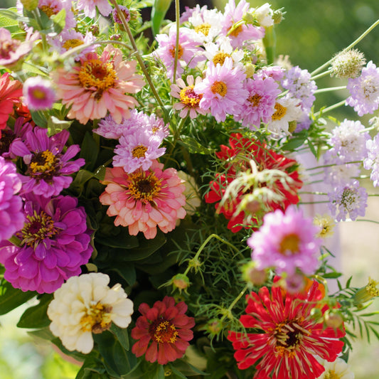 What’s Blooming in Our Flower Garden: Summer 2022