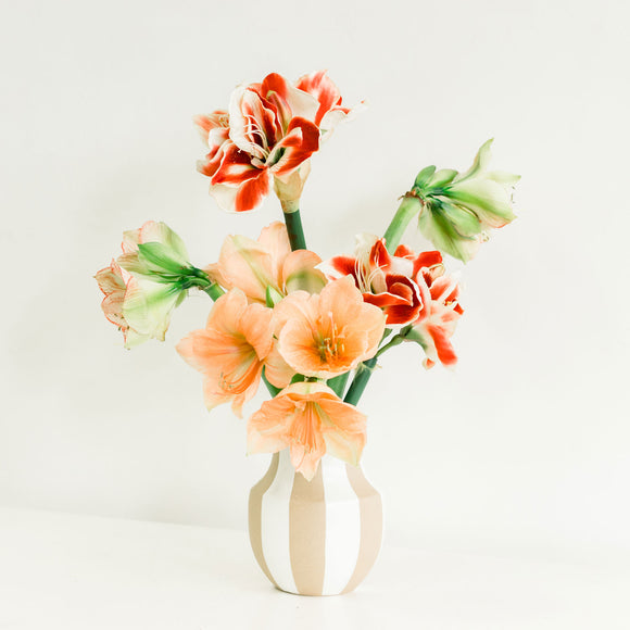 Holiday Amaryllis Arrangement in striped ceramic vase