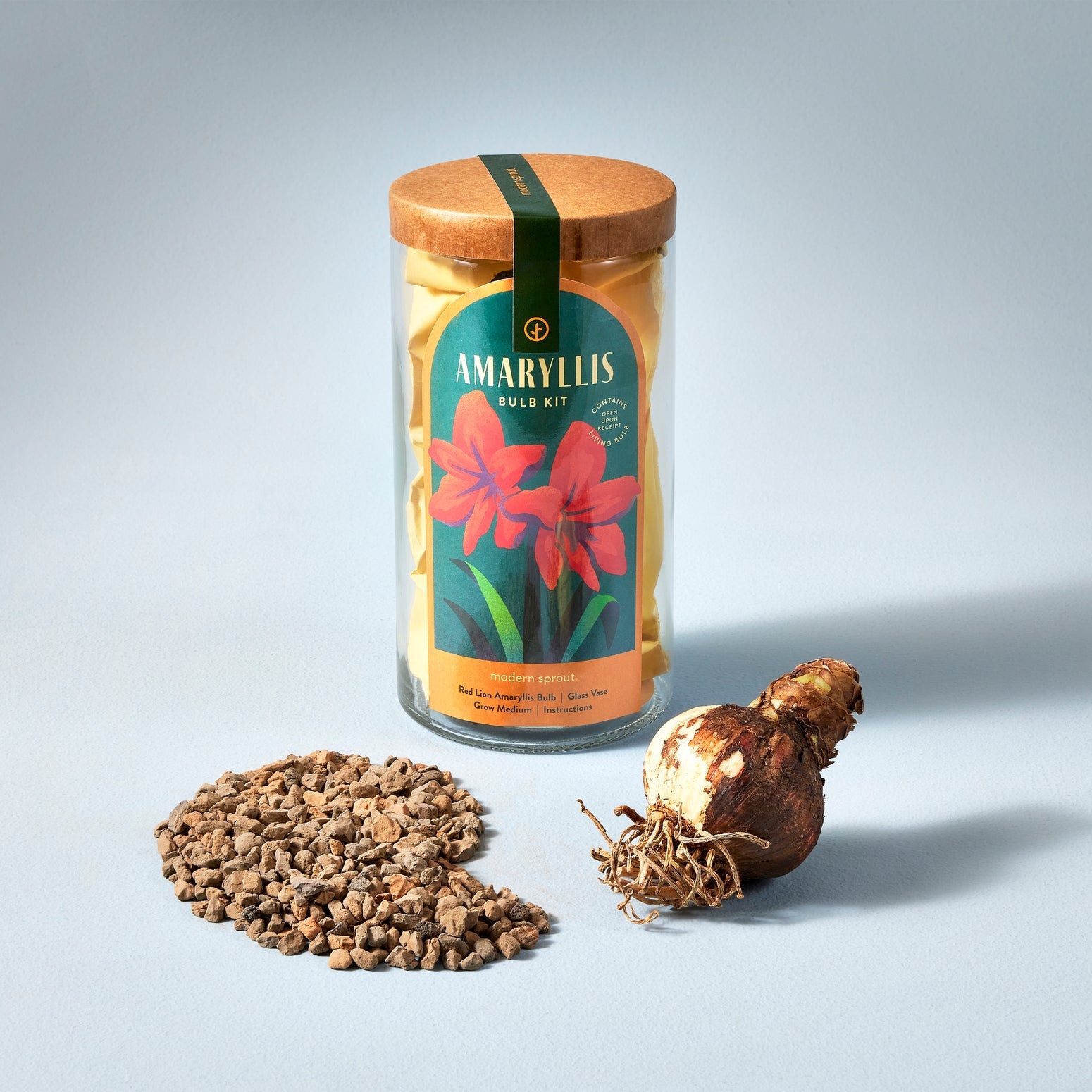 Amaryllis bulb kit with packaging, soil, and bulb on a light gray background