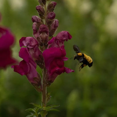July 18, 2026 - Local Flower Arranging 101 Workshop + Farm Tour