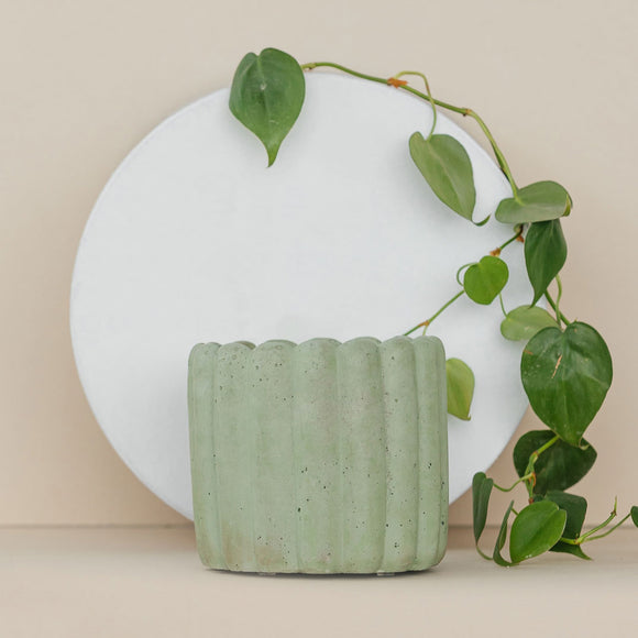 Scallop Planter | The Plant Supply