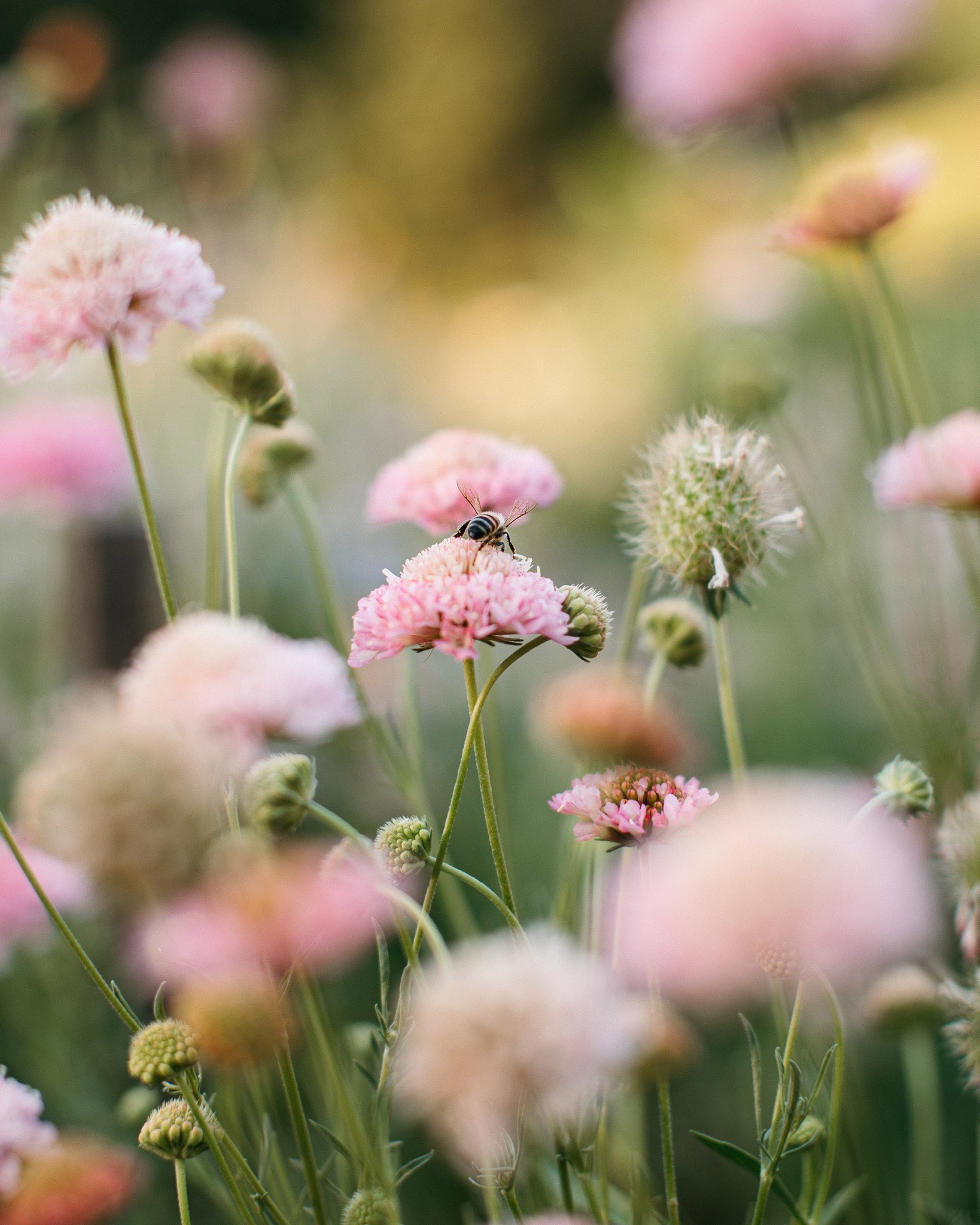 Pink flowers with a bee in a field of blurred flowers