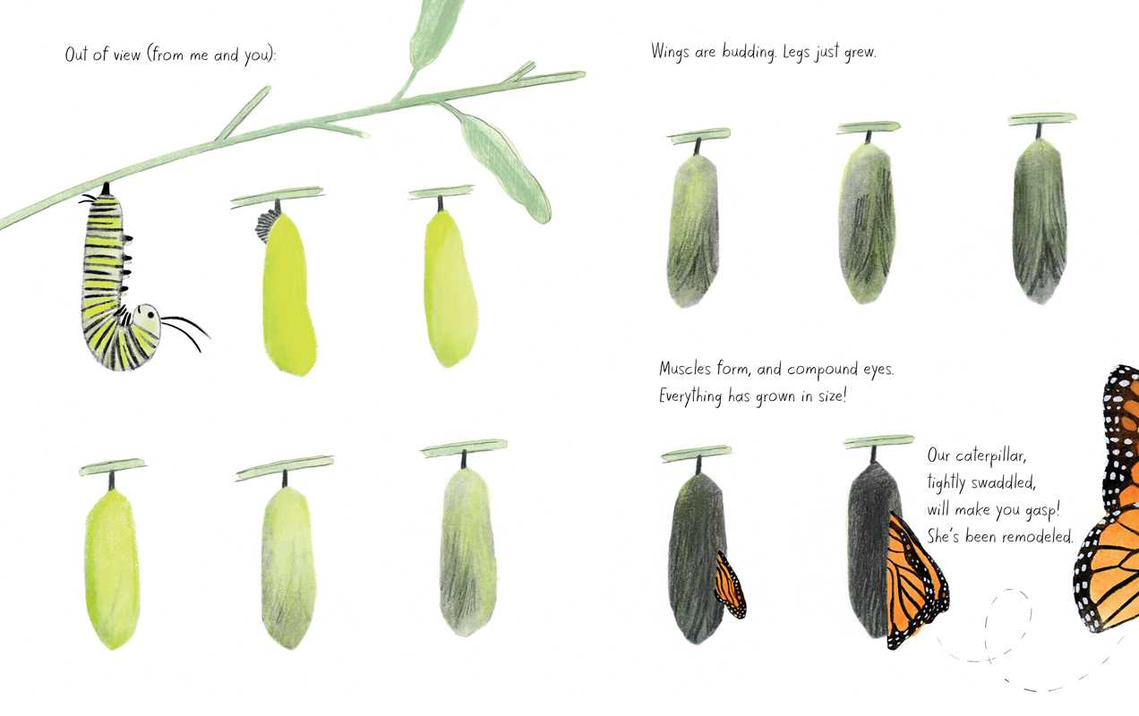 Illustrated pages of The Monarch By Kirsten Hall