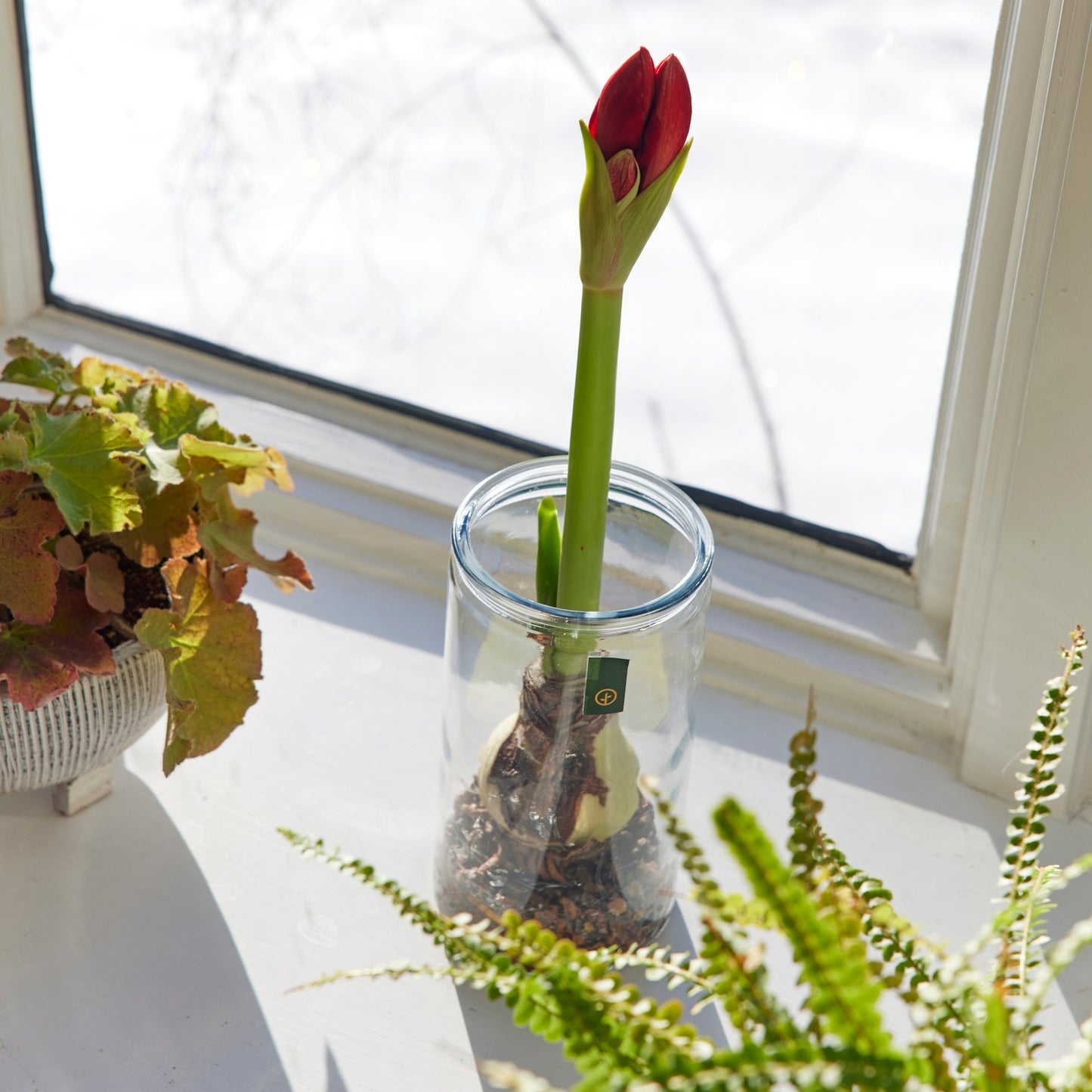 Tulip in a clear vase on a windowsill with sunlight streaming in