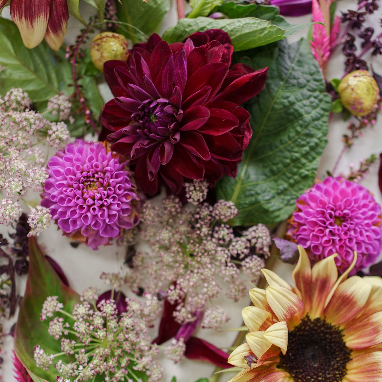 Dark and moody flower color palette from Native Poppy