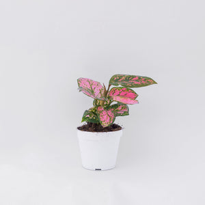 Lady Valentine Plant - Small 4" plant