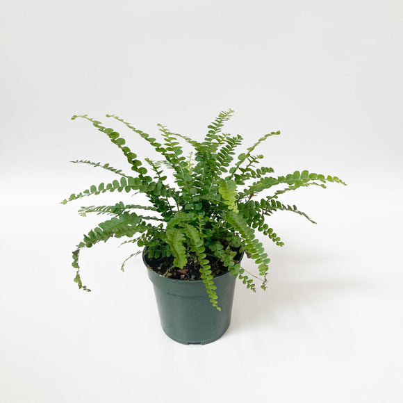 Lemon Button Fern - Small