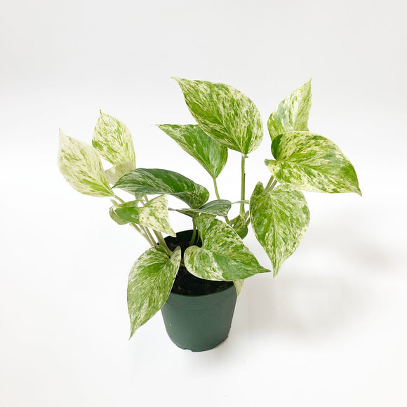 Variegated Pothos Plant - Small