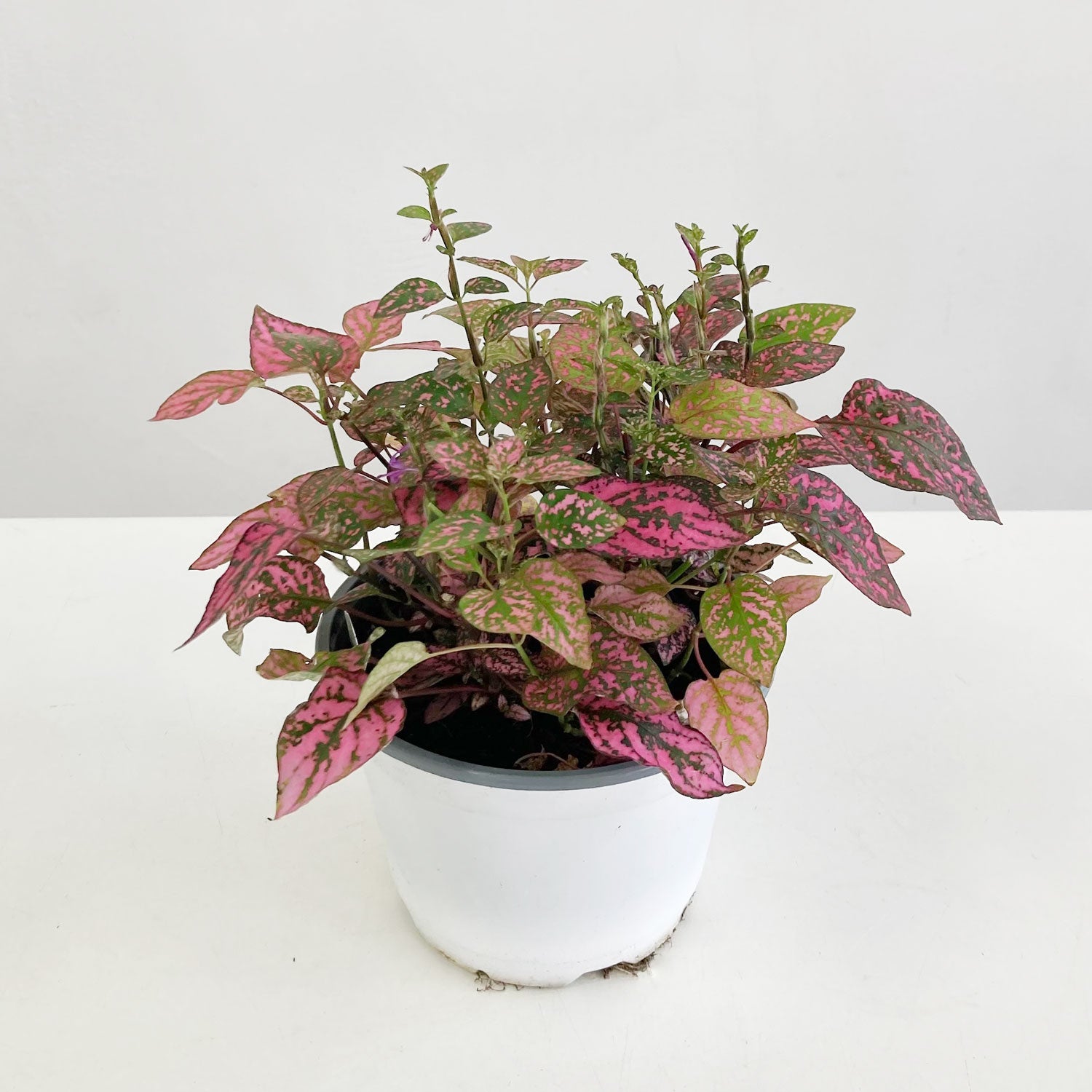 Polka Dot Plant in plastic grower's pot