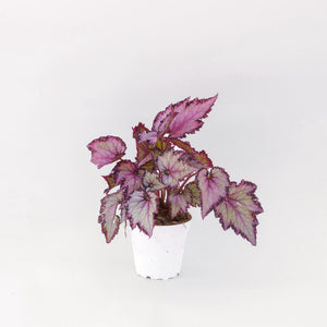 Painted Leaf Begonia - 4" plant