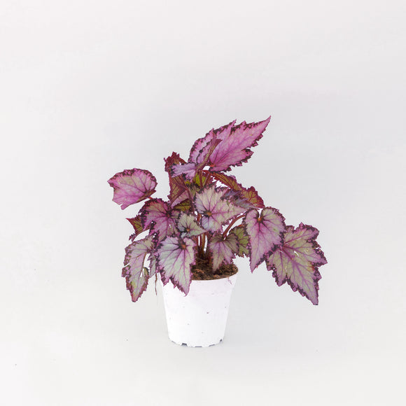 Painted Leaf Begonia - 4