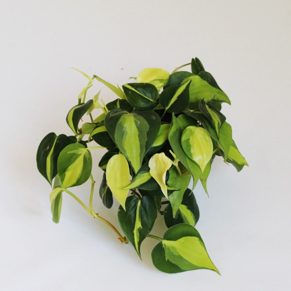 Brazil Philodendron Plant - Medium houseplant with bright green variagated leaves