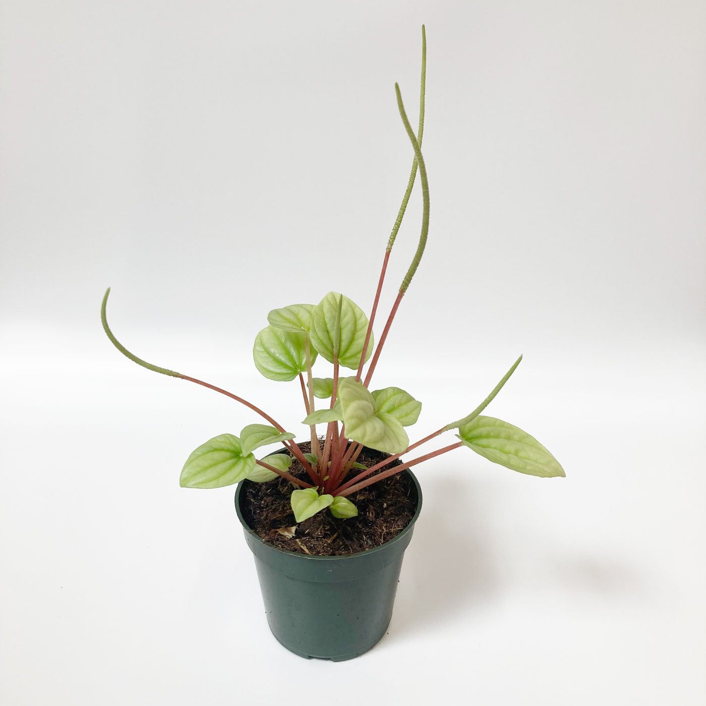 Peperomia plant with yellow-green leaves and long tendril flowers