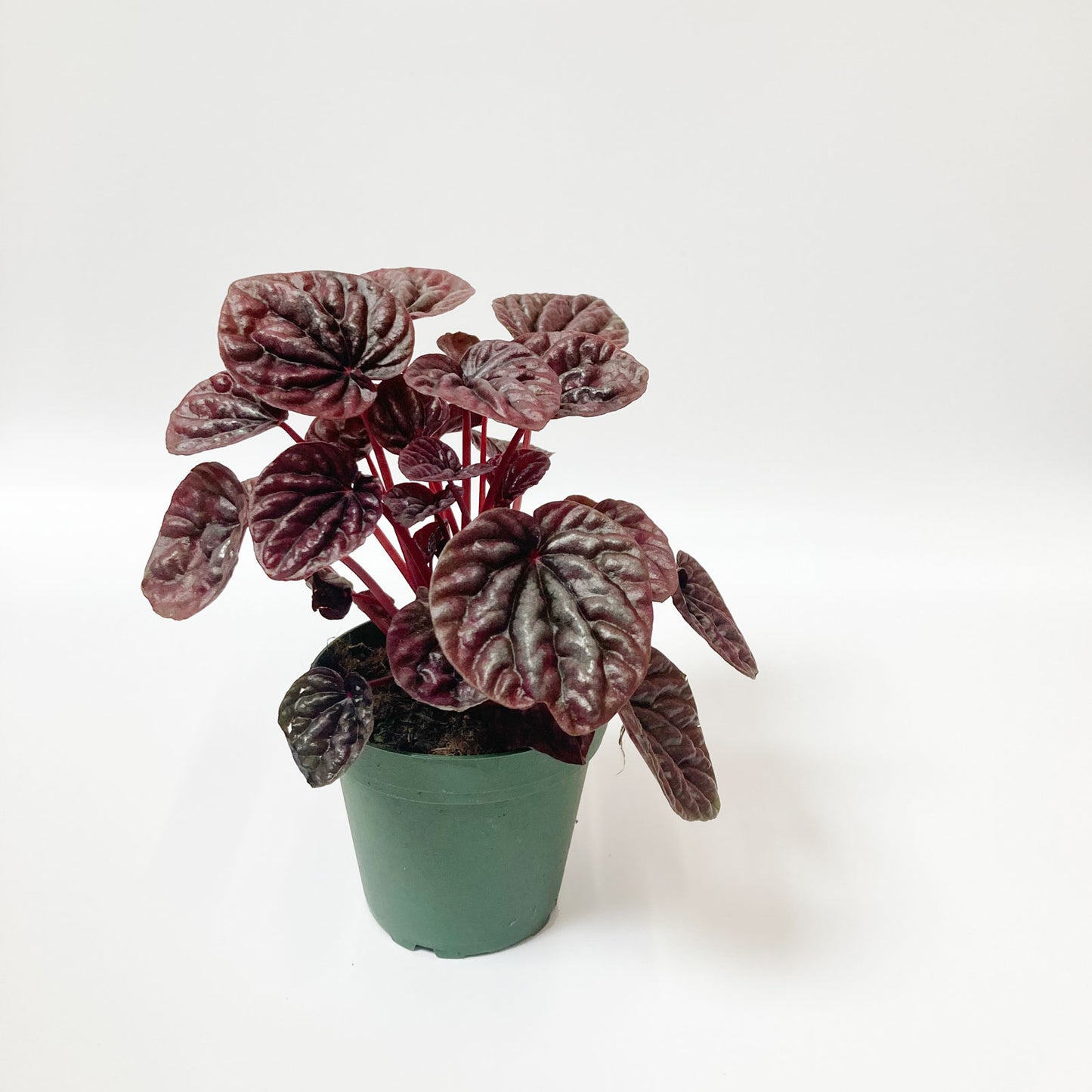 Peperomia plant with frosted purple leaves