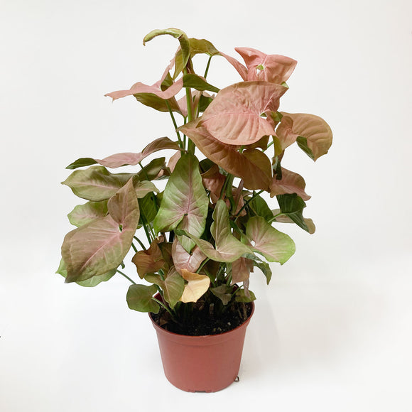Pink Arrowhead Plant - Medium