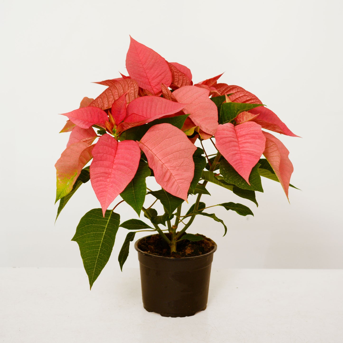 Mauve pink poinsettia plant