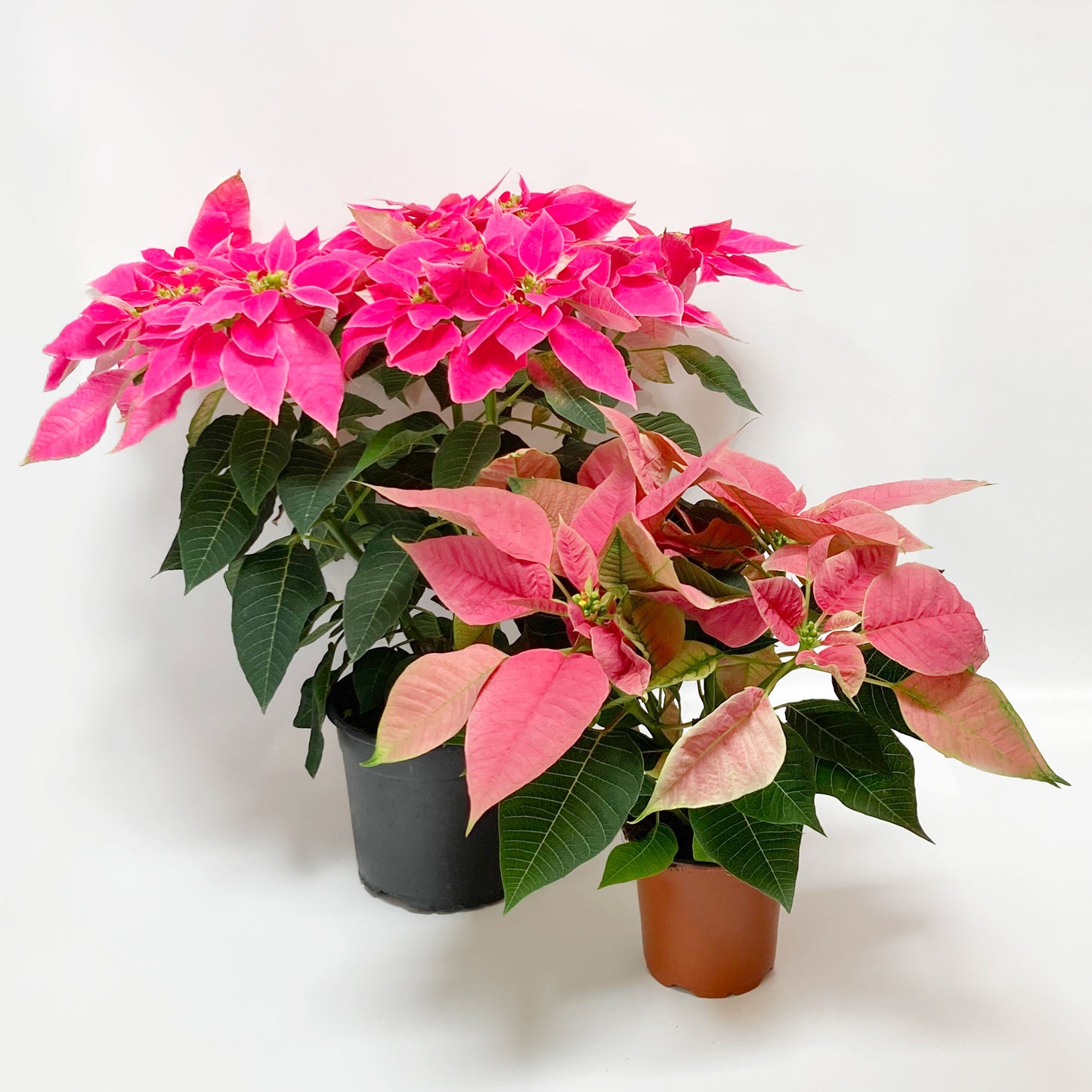 Poinsettias