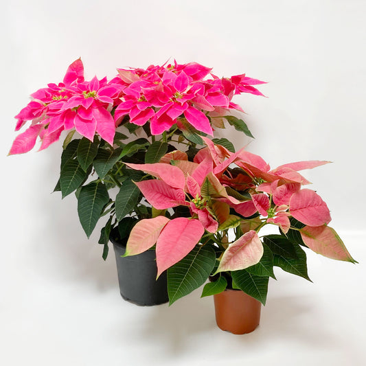 Poinsettias
