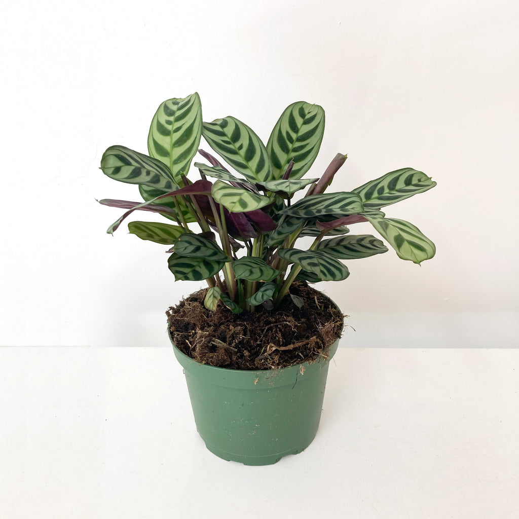 Calathea Plant - Medium