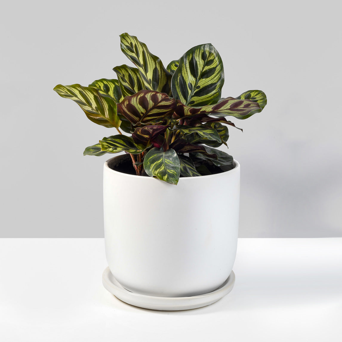 Medium Claire Ceramic Planters with plant
