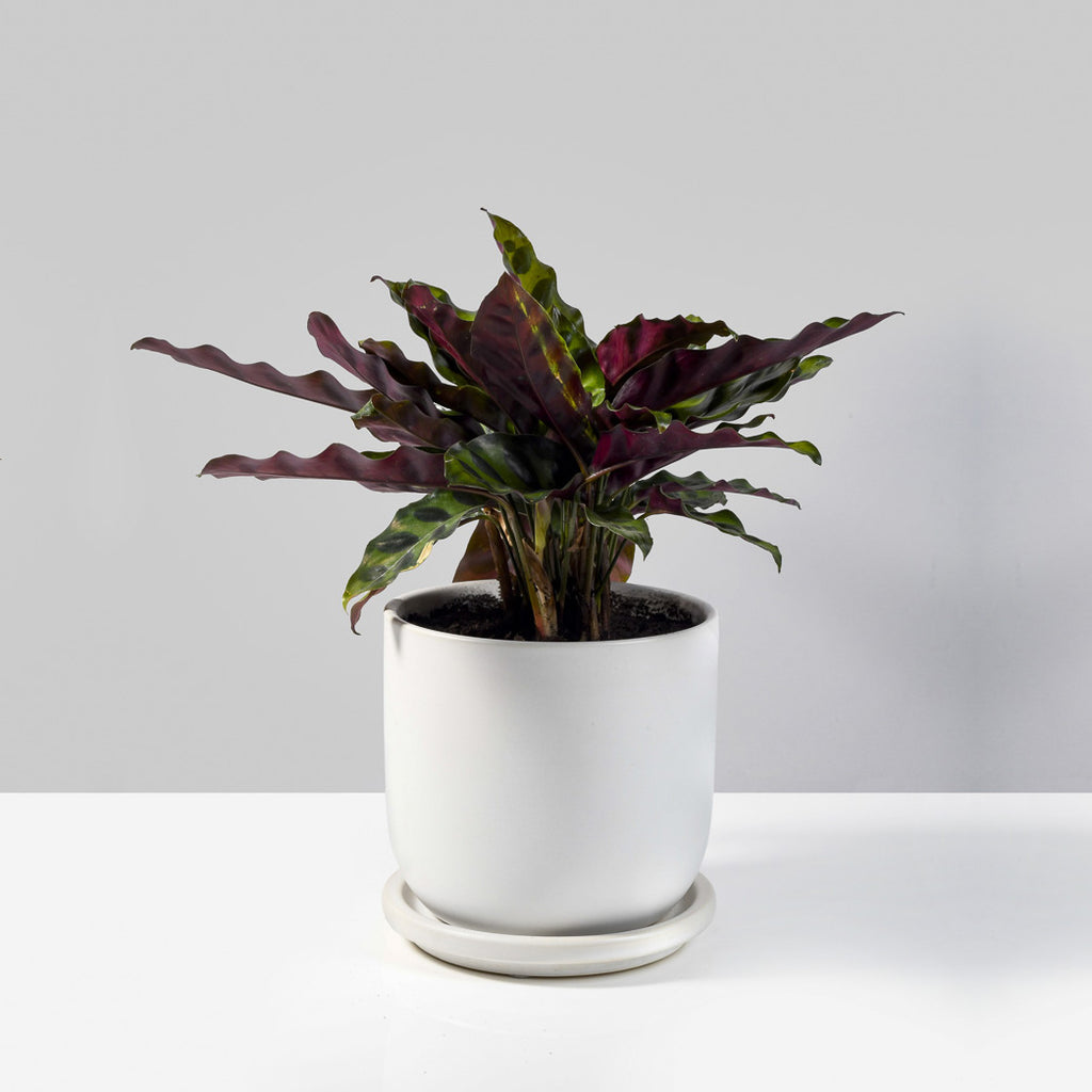 Small Claire Ceramic Planters with plant