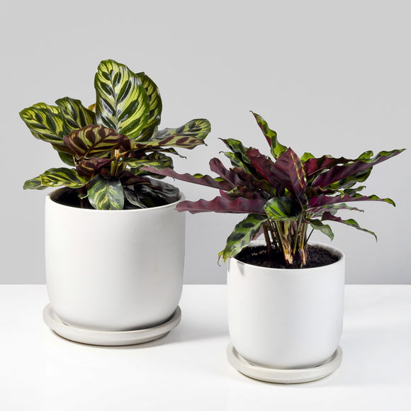 Claire Ceramic Planters with plants