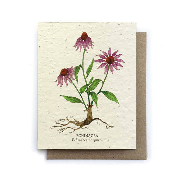 Echinacea Greeting Card | Bower Studio