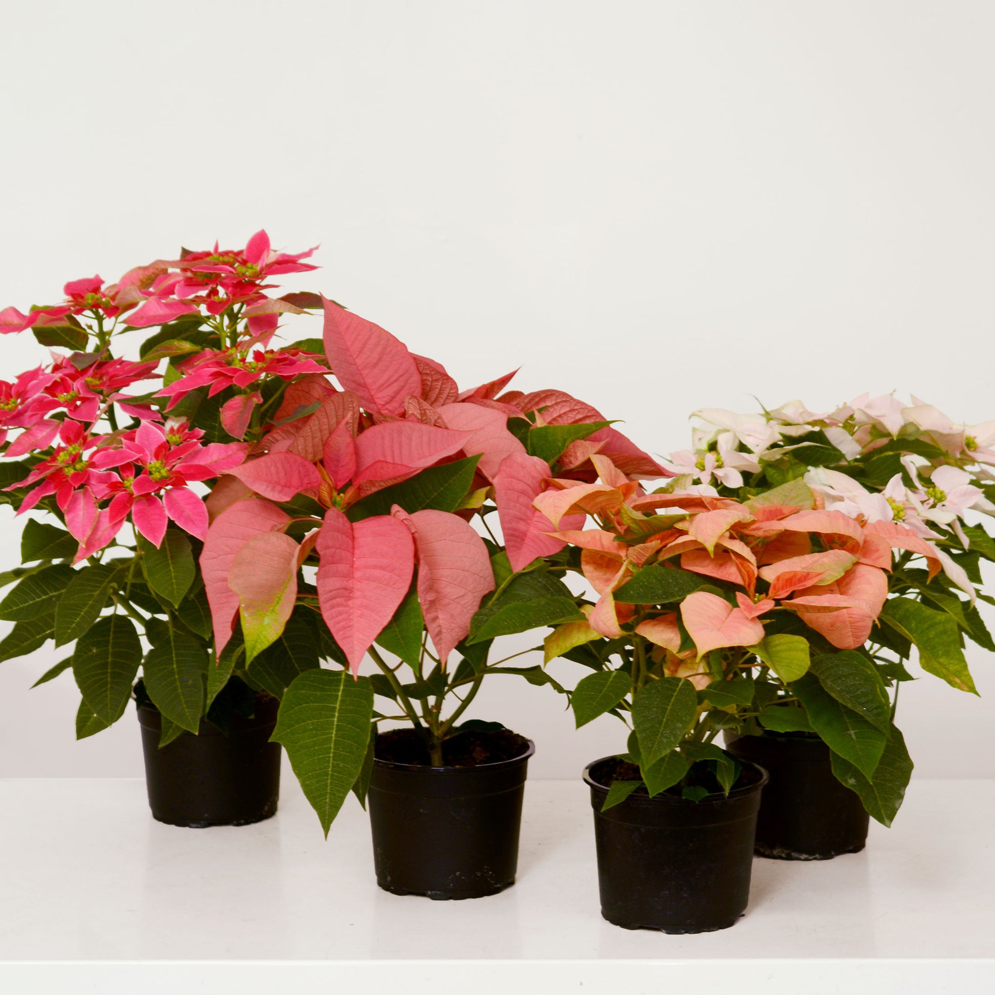 Varied colors of poinsettia plant