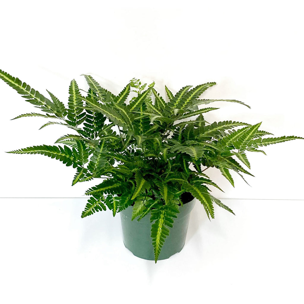 Indian Holly Fern in green planter pot