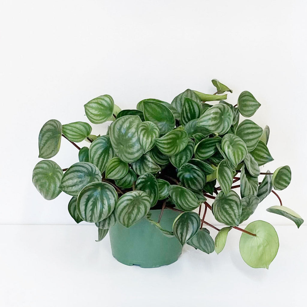 Peperomia Plant with variegated leaves in green plastic pot