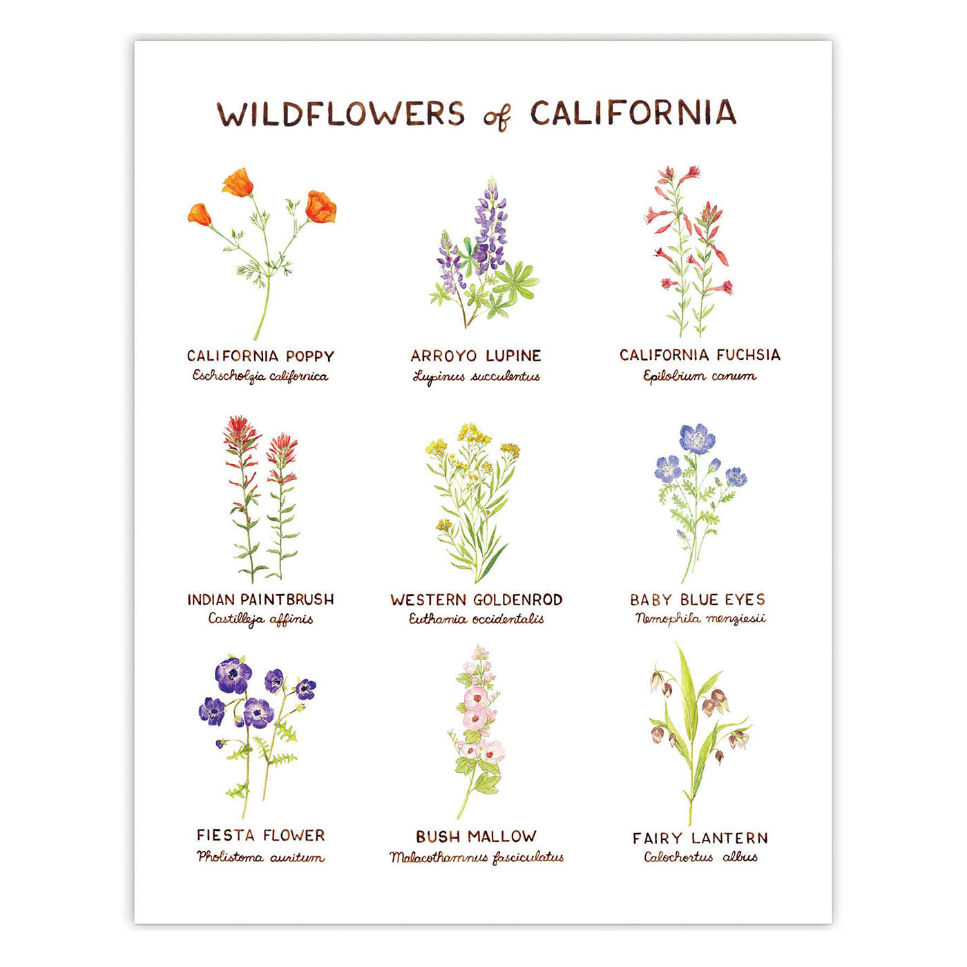 Wildflowers of California Art Print from Yardia - watercolor illustration chart of flower varieties