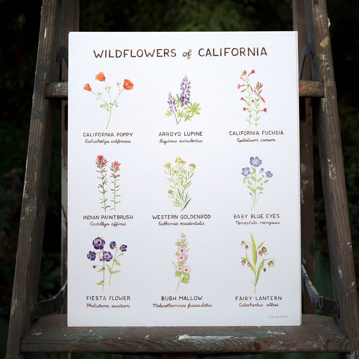 Wildflowers of California Art Print from Yardia displayed on a folding ladder