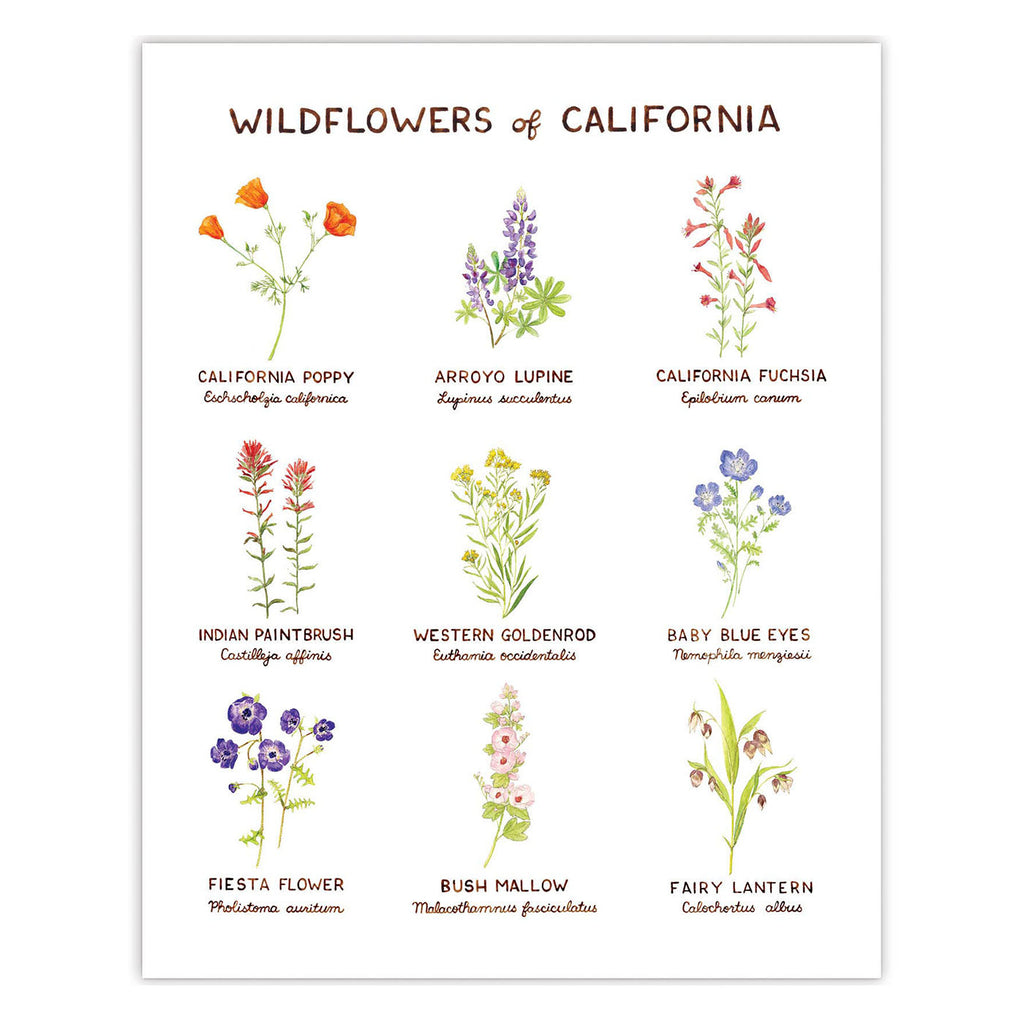 Wildflowers of California Art Print from Yardia - watercolor illustration chart of flower varieties